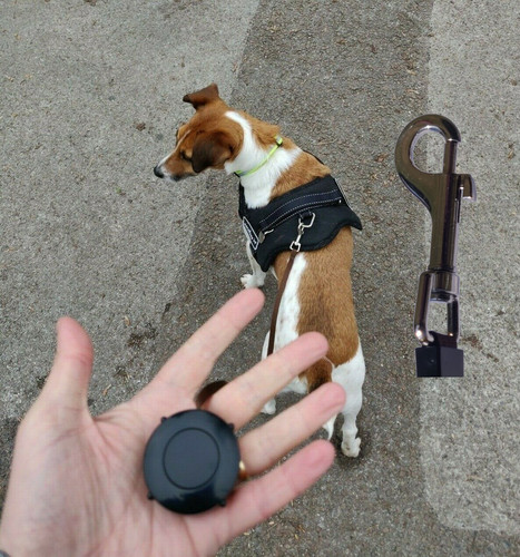 Small retractable dog - retractable, lead